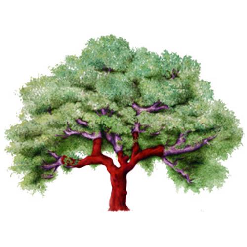 O Sobreiro - Associa&ccedil;&atilde;o de Prote&ccedil;&atilde;o Social &agrave; Popula&ccedil;&atilde;o de Corti&ccedil;adas de Lavre